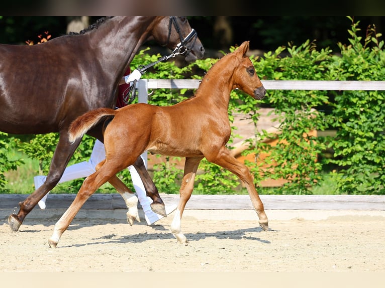 German Sport Horse Stallion 1 year Chestnut in Weißenberg