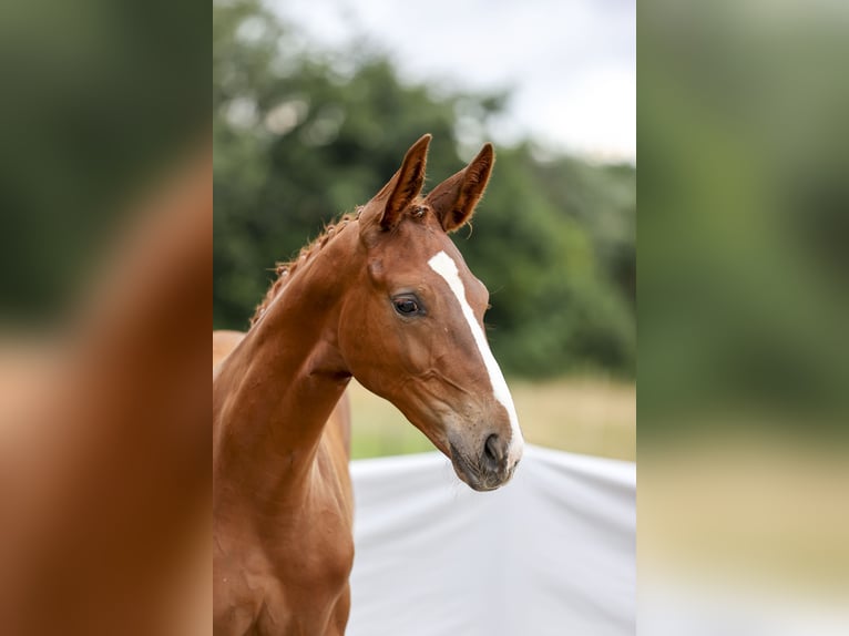 German Sport Horse Stallion 1 year Chestnut-Red in Illertissen