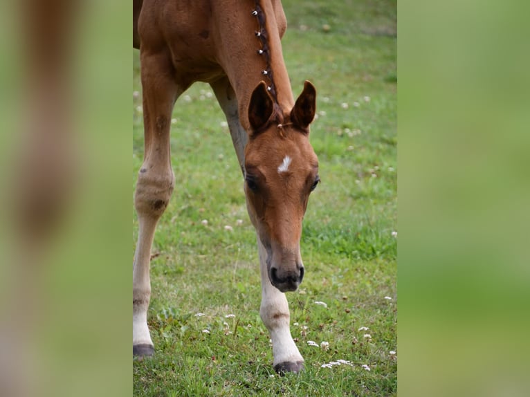 German Sport Horse Stallion 1 year Chestnut-Red in Malchow