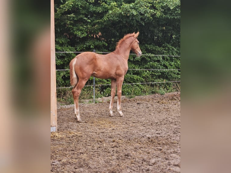 German Sport Horse Stallion 1 year Chestnut-Red in Trautskirchen