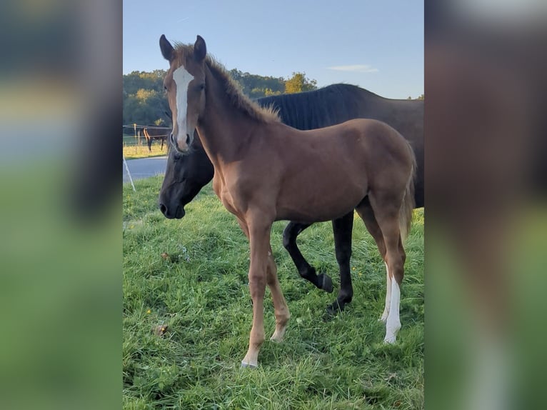 German Sport Horse Stallion 1 year Chestnut-Red in Bad König