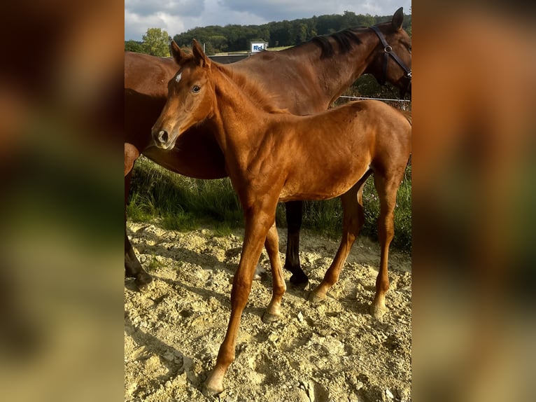 German Sport Horse Stallion 1 year Chestnut-Red in WipperfürthWipperfürth