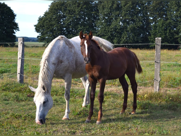 German Sport Horse Stallion 1 year Chestnut in Grabow
