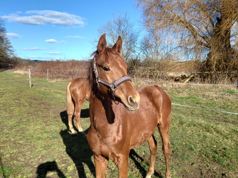 German Sport Horse Stallion 1 year Chestnut in Grimma