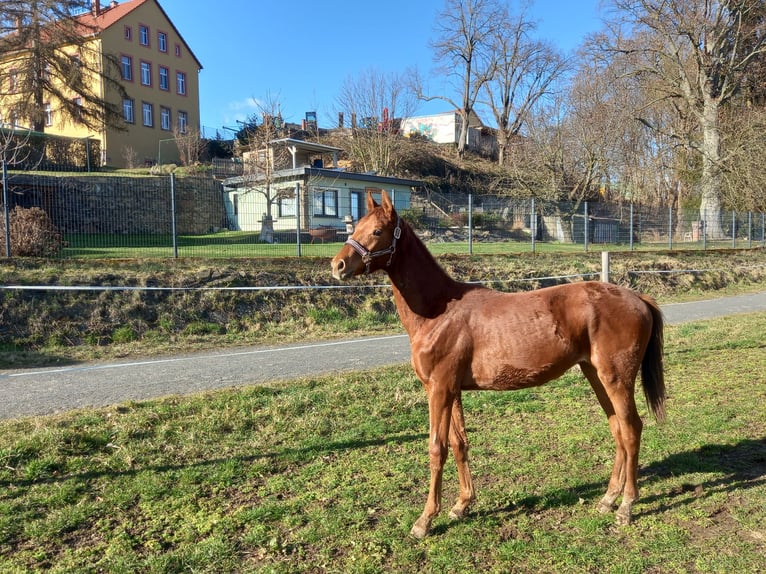 German Sport Horse Stallion 1 year Chestnut in Grimma