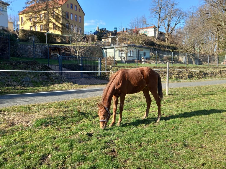German Sport Horse Stallion 1 year Chestnut in Grimma