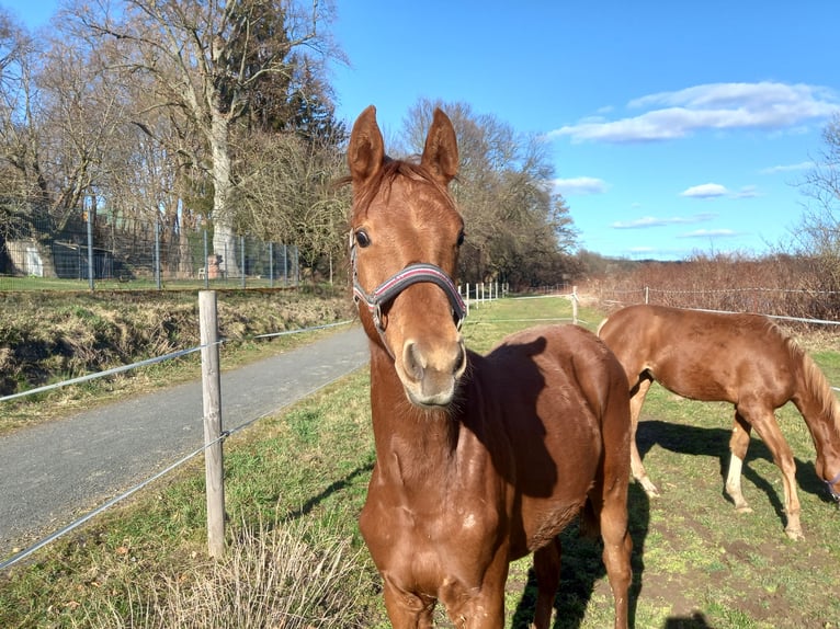 German Sport Horse Stallion 1 year Chestnut in Grimma