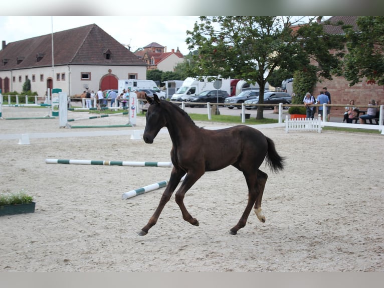 German Sport Horse Stallion 1 year in Bann