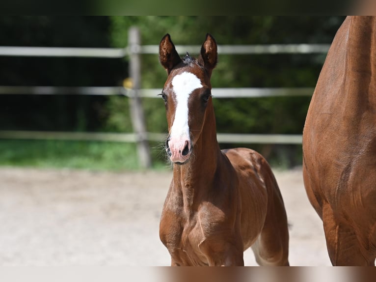 German Sport Horse Stallion 1 year in Niederstetten