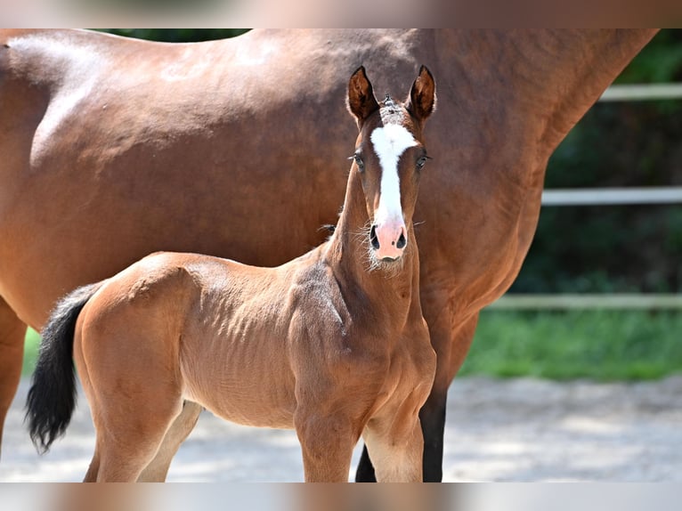 German Sport Horse Stallion 1 year in Niederstetten