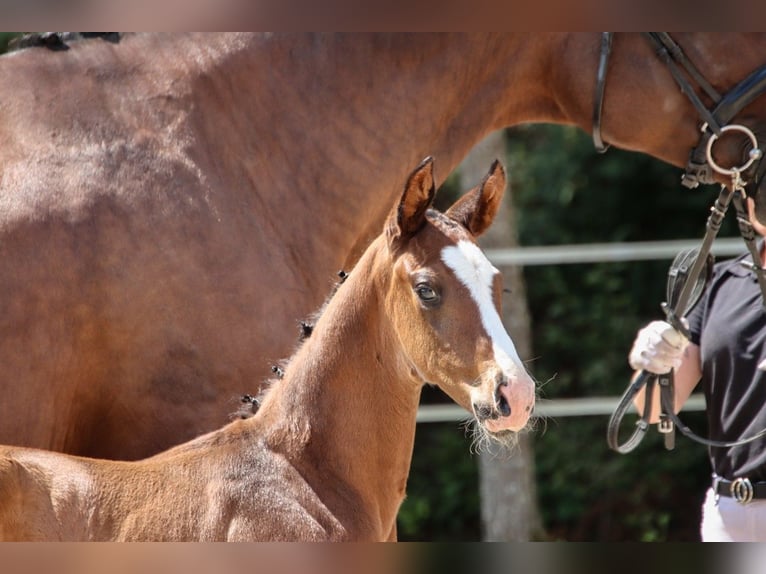 German Sport Horse Stallion 1 year in Niederstetten