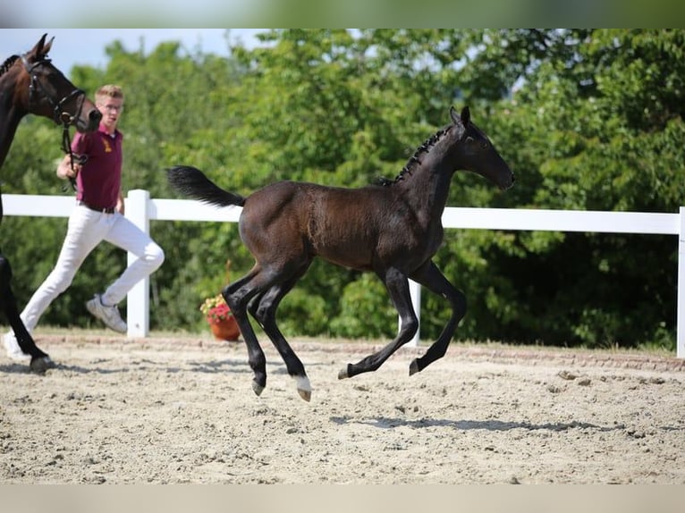 German Sport Horse Stallion 1 year Gray in Neustadt/Dosse