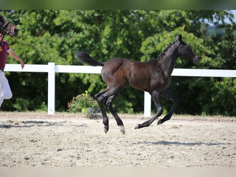 German Sport Horse Stallion 1 year Gray in Mertendorf