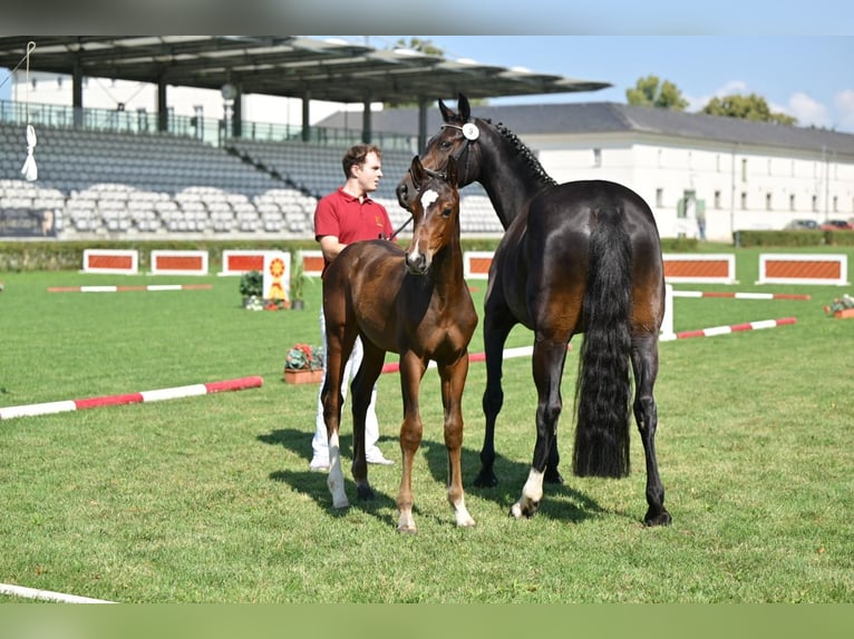 German Sport Horse Stallion 1 year in Querenhorst