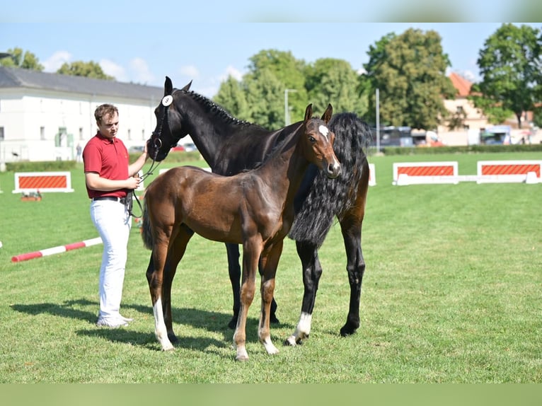 German Sport Horse Stallion 1 year in Querenhorst