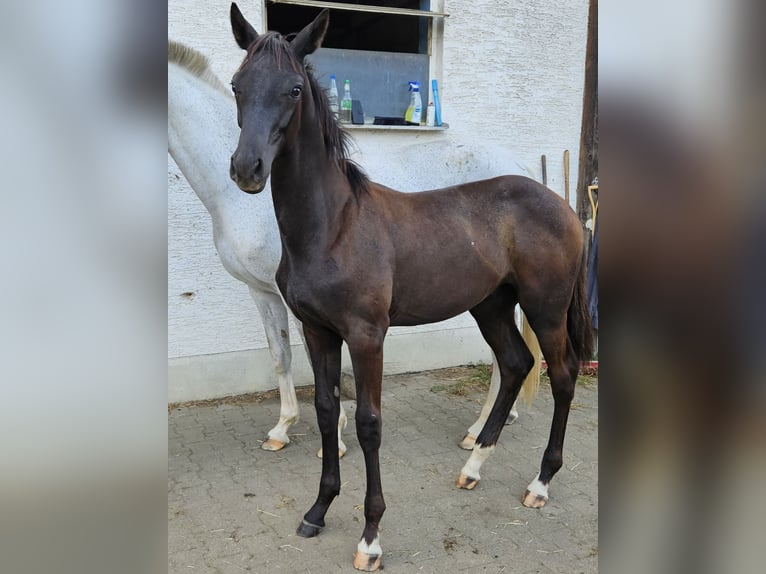 German Sport Horse Stallion 1 year in Kammeltal