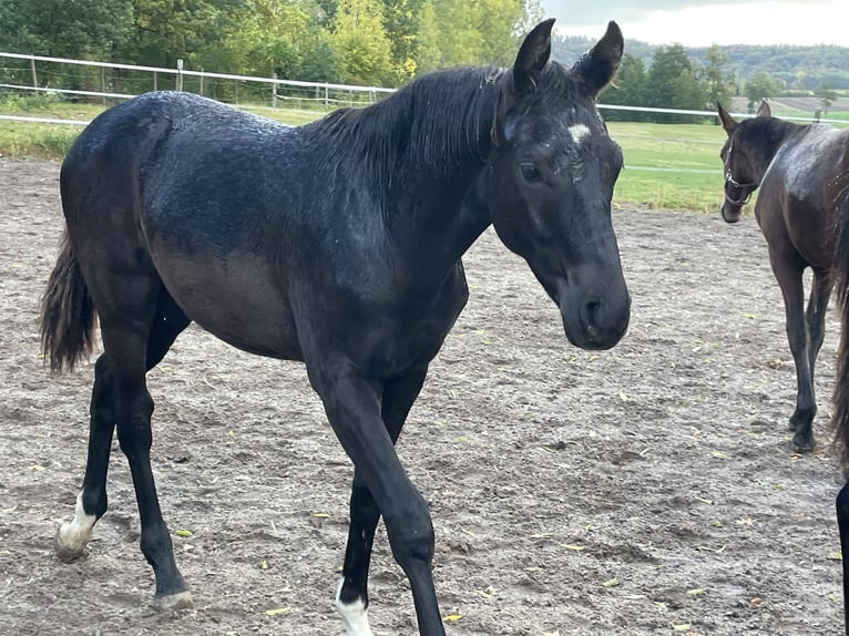 German Sport Horse Stallion 1 year Smoky-Black in Wettringen