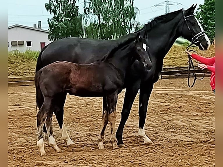 German Sport Horse Stallion 1 year Smoky-Black in Farsleben