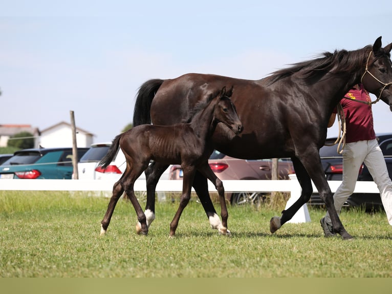 German Sport Horse Stallion 1 year Smoky-Black in Postmünster