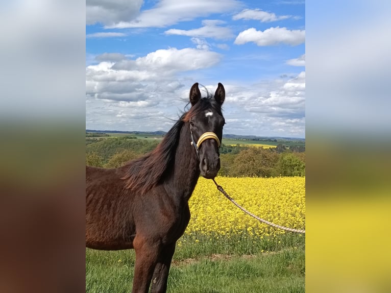 German Sport Horse Stallion 1 year Smoky-Black in Brodenbach