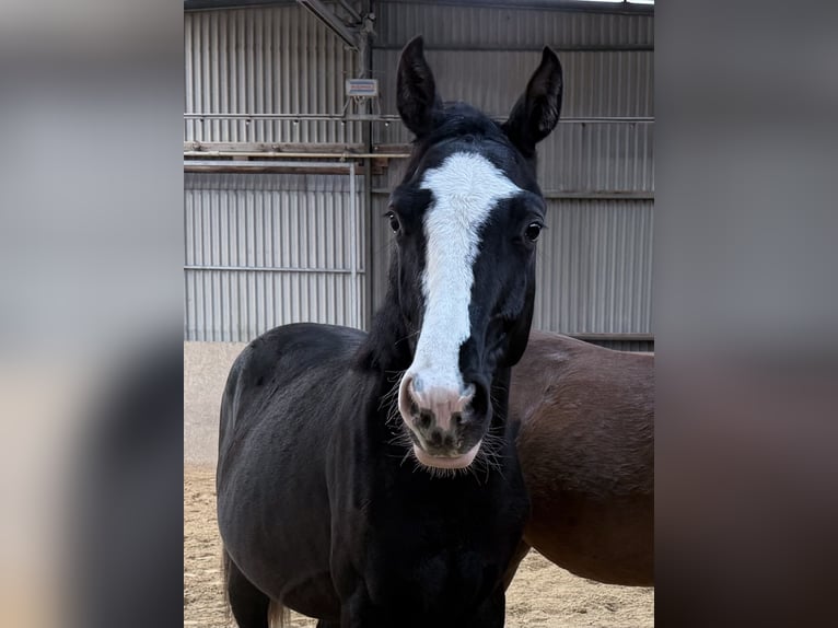 German Sport Horse Stallion 1 year Smoky-Black in Burgthann German Sport Horse Stallion 1 year Smoky-Black in Burgthann