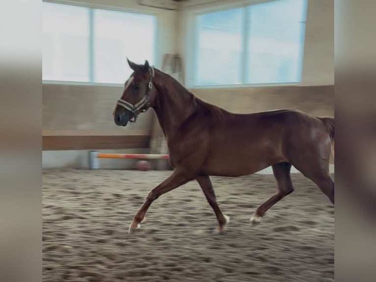 German Sport Horse Stallion 25 years 16,1 hh Chestnut-Red in Karlsfeld