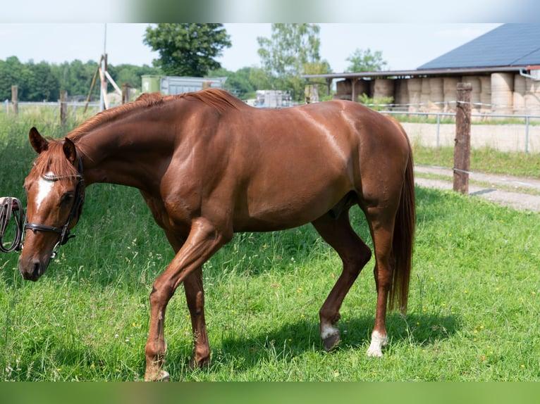 German Sport Horse Stallion 25 years 16,1 hh Chestnut-Red in Karlsfeld