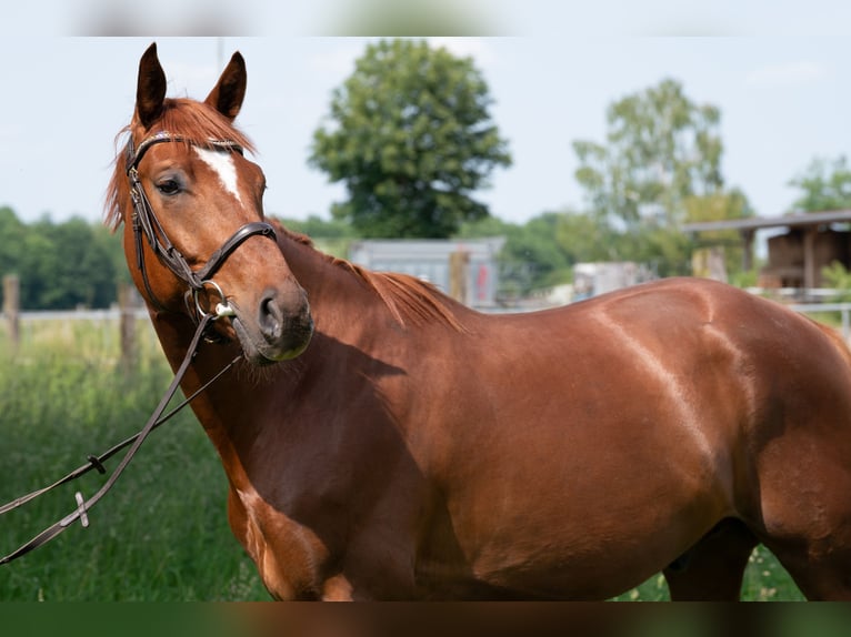 German Sport Horse Stallion 25 years 16,1 hh Chestnut-Red in Karlsfeld