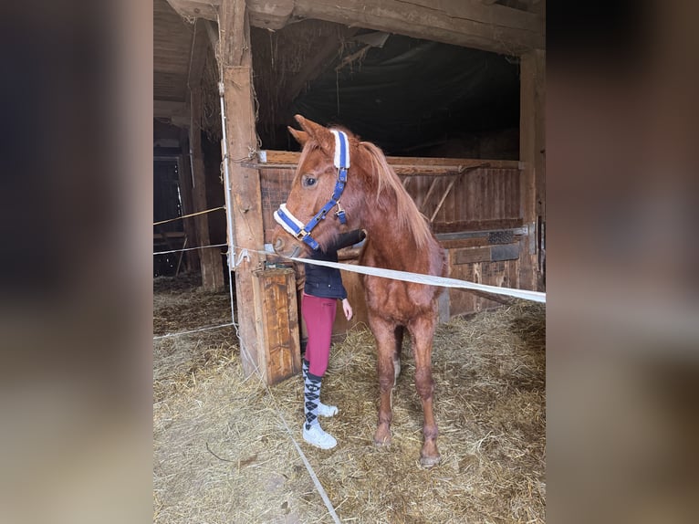 German Sport Horse Stallion 2 years 15.1 hh Chestnut-Red in Liebschützberg