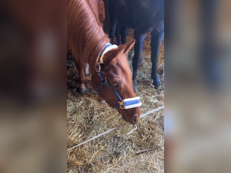 German Sport Horse Stallion 2 years 15.1 hh Chestnut-Red in Liebschützberg