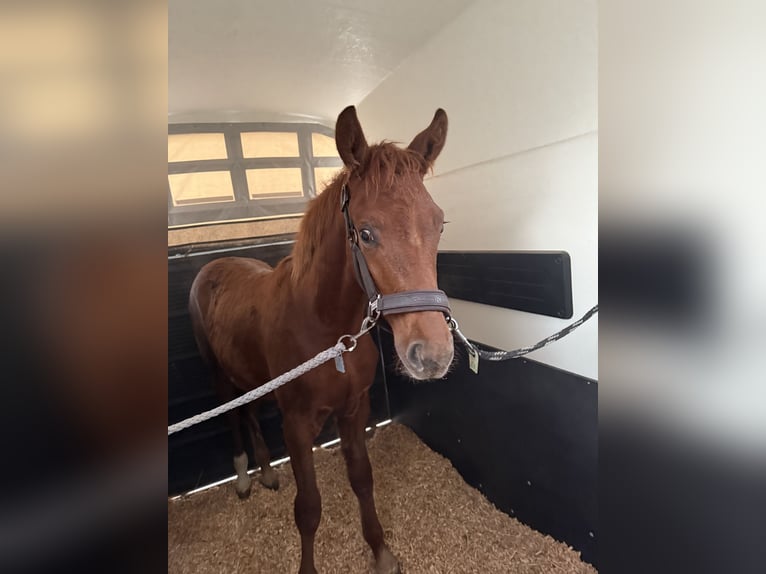 German Sport Horse Stallion 2 years 15.1 hh Chestnut-Red in Liebschützberg