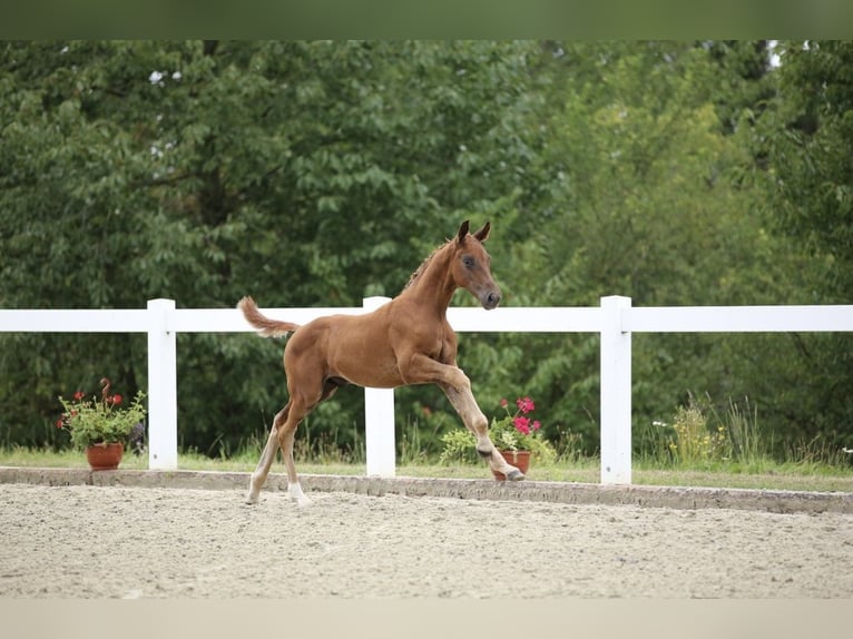 German Sport Horse Stallion 2 years 15.1 hh Chestnut-Red in Liebschützberg