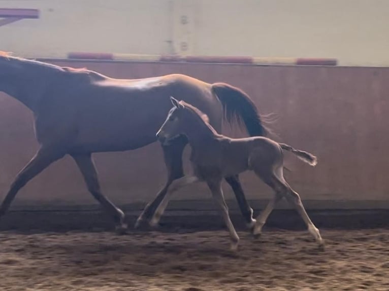 German Sport Horse Stallion 2 years 15.1 hh Chestnut-Red in Liebschützberg