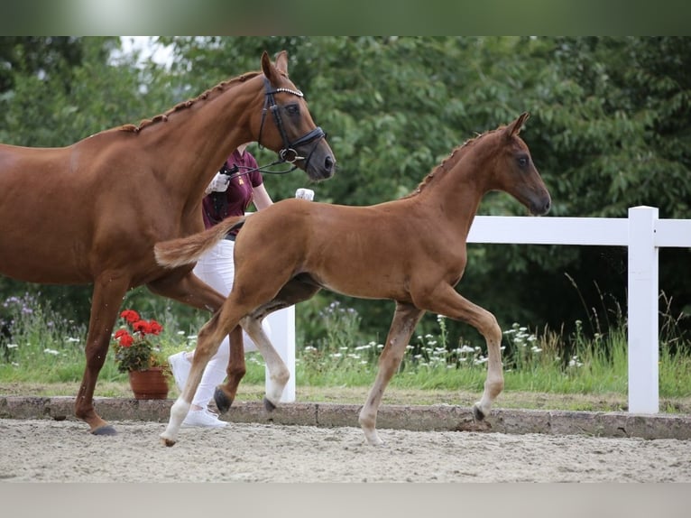 German Sport Horse Stallion 2 years 15.1 hh Chestnut-Red in Liebschützberg