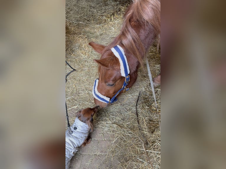German Sport Horse Stallion 2 years 15.1 hh Chestnut-Red in Liebschützberg