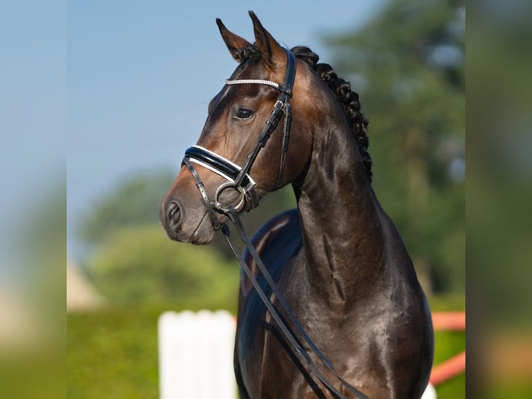 German Sport Horse Stallion 2 years 15,2 hh Bay-Dark in Münster-Handorf