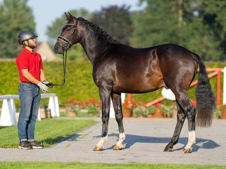 German Sport Horse Stallion 2 years 15,2 hh Bay-Dark in Münster-Handorf