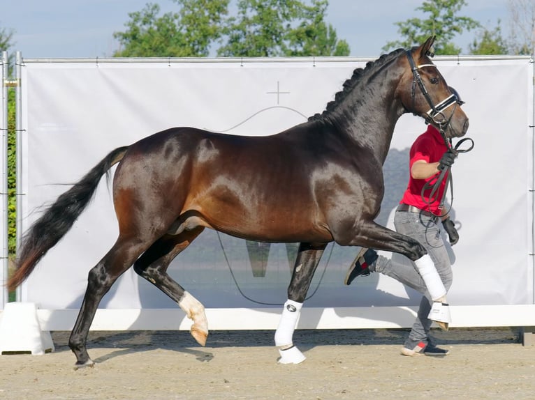 German Sport Horse Stallion 2 years 15,2 hh Bay-Dark in Münster-Handorf
