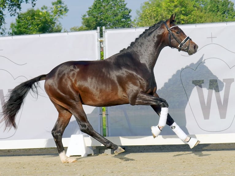 German Sport Horse Stallion 2 years 15,2 hh Bay-Dark in Münster-Handorf