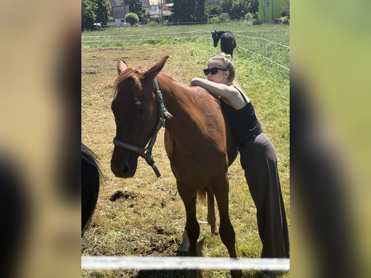 German Sport Horse Stallion 2 years 15.2 hh Chestnut-Red in Cavertitz