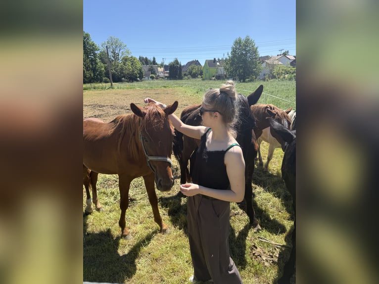 German Sport Horse Stallion 2 years 15.2 hh Chestnut-Red in Cavertitz