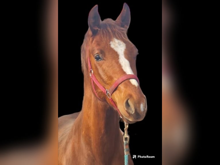 German Sport Horse Stallion 2 years 15,2 hh Chestnut-Red in Kloster Lehnin