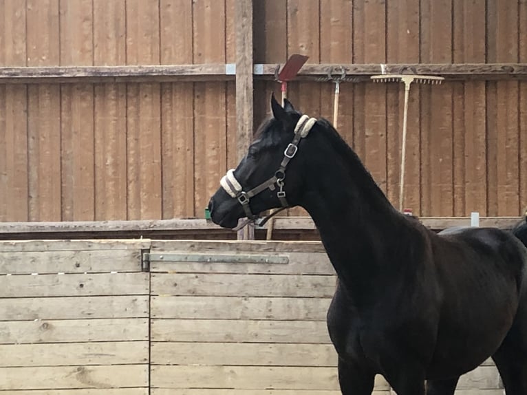 German Sport Horse Stallion 2 years 15,2 hh Smoky-Black in Uffenheim