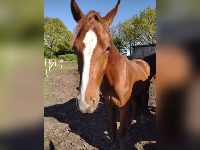German Sport Horse Stallion 2 years 15,3 hh Chestnut-Red in Vi&#xF6;l