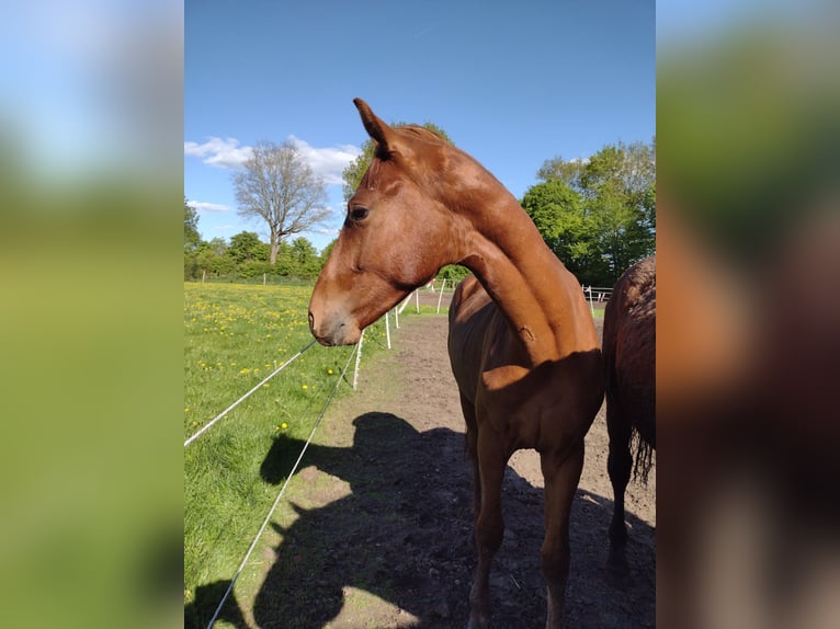 German Sport Horse Stallion 2 years 15,3 hh Chestnut-Red in Vi&#xF6;l