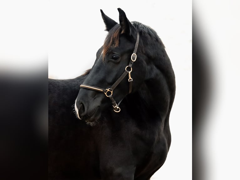 German Sport Horse Stallion 2 years 16,1 hh Black in Ebermannsdorf