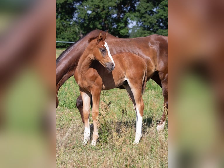 German Sport Horse Stallion 2 years 16,1 hh Chestnut-Red in Sperenberg