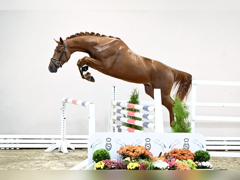 German Sport Horse Stallion 2 years 16,1 hh Chestnut-Red in Lastrup