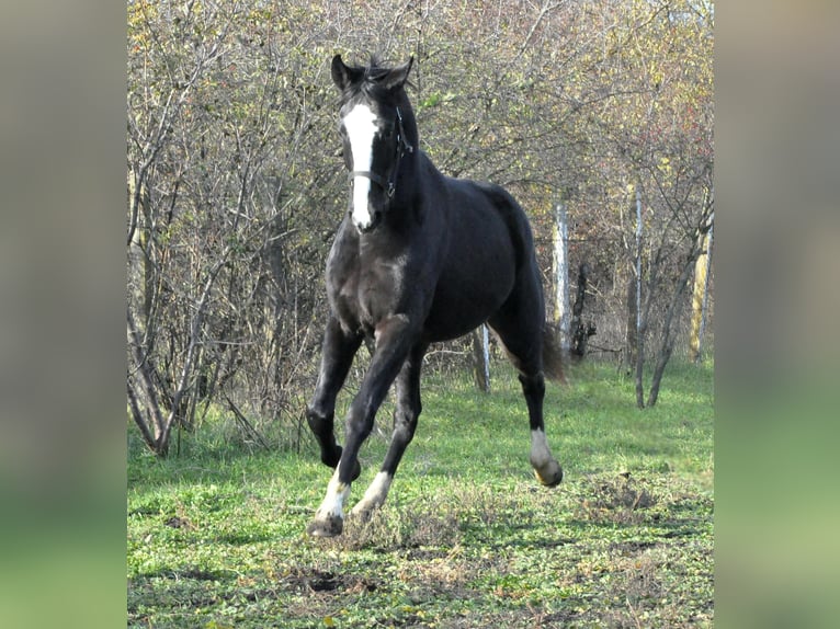 German Sport Horse Stallion 2 years 16,1 hh in Kecskemét