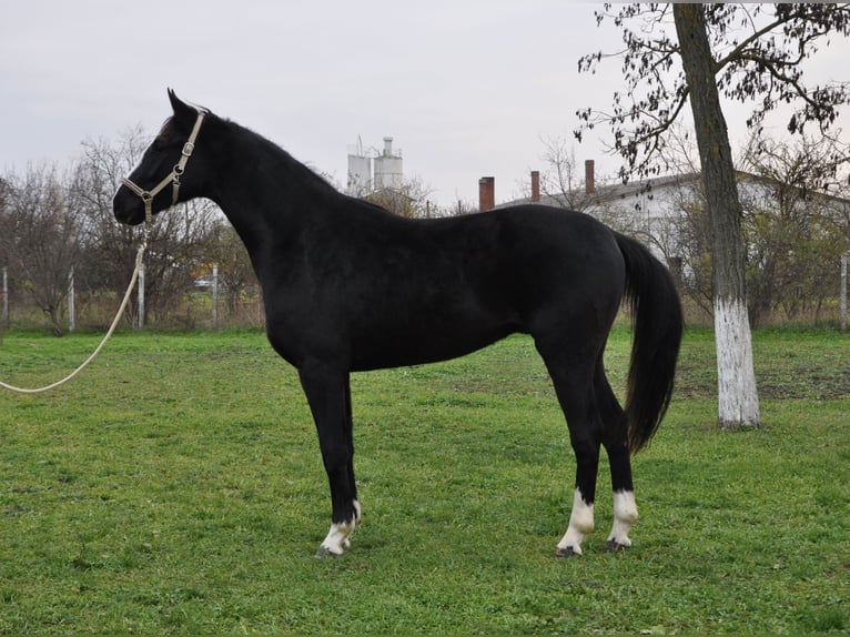 German Sport Horse Stallion 2 years 16,1 hh in Kecskemét